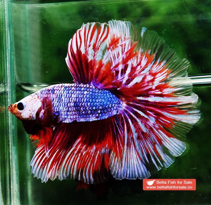 Betta fish OHM Meteor Lavender Strom - Image 6