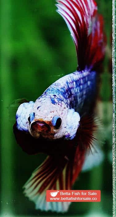 Betta fish OHM Meteor Lavender Strom - Image 7