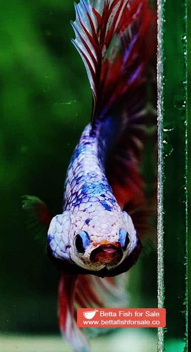 Betta fish OHM Meteor Lavender Strom - Image 8