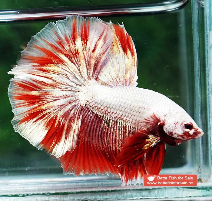 Betta fish OHM Luxury Sparkle Red Gold Dragon - Image 2