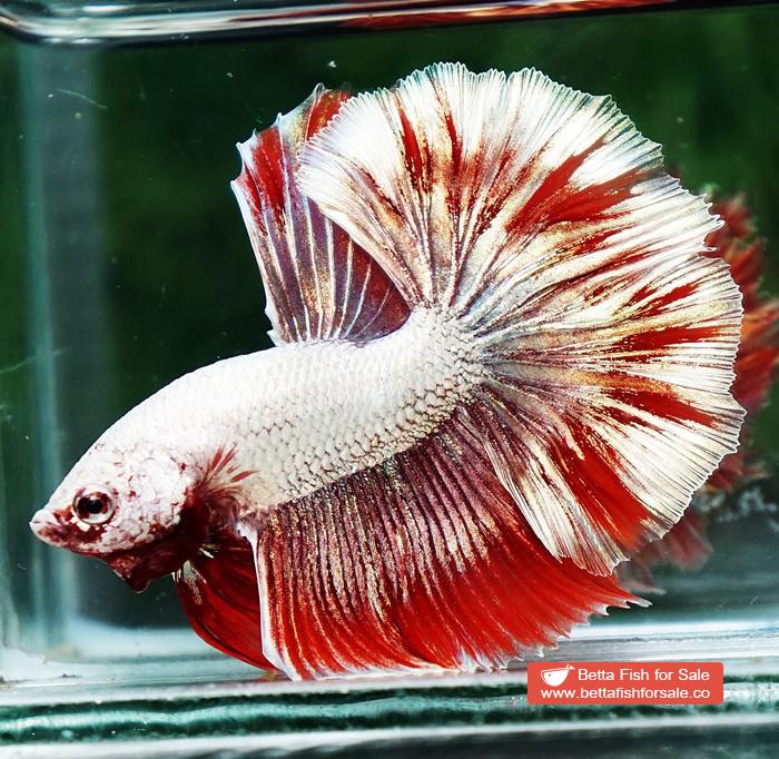 Betta fish OHM Luxury Sparkle Red Gold Dragon - Image 3
