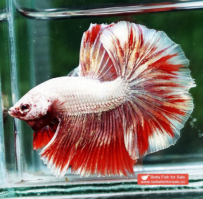 Betta fish OHM Luxury Sparkle Red Gold Dragon - Image 5