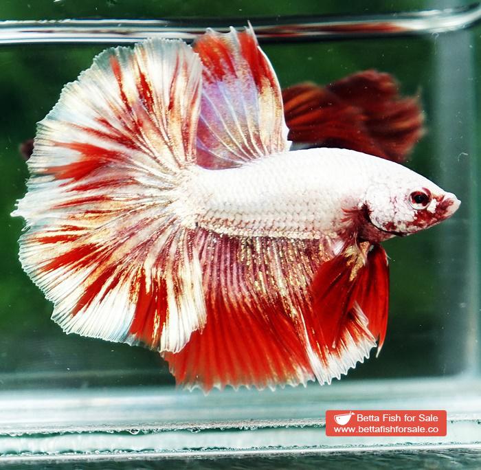 Betta fish OHM Luxury Sparkle Red Gold Dragon - Image 4