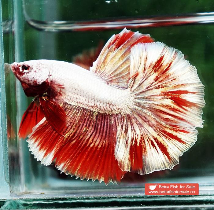 Betta fish OHM Luxury Sparkle Red Gold Dragon - Image 6