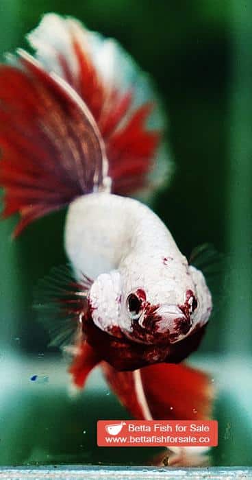 Betta fish OHM Luxury Sparkle Red Gold Dragon - Image 7