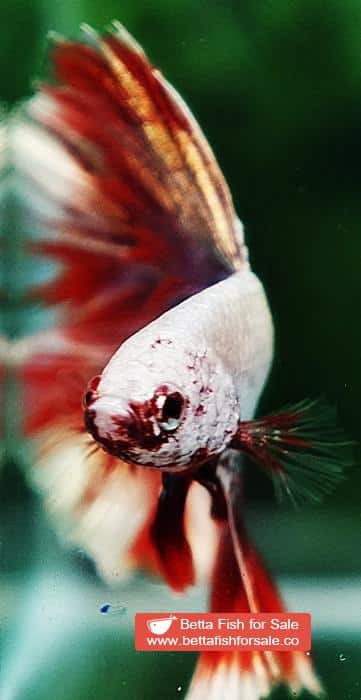 Betta fish OHM Luxury Sparkle Red Gold Dragon - Image 8