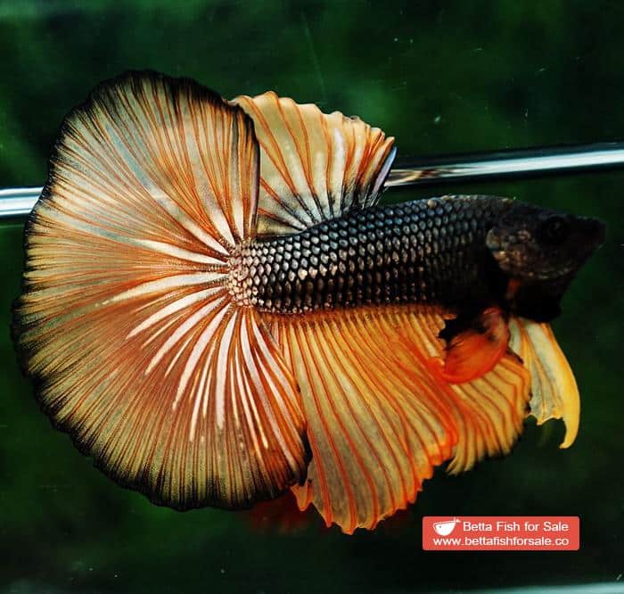 Betta fish OHM Chocolate Copper Mustard Gas - Image 4