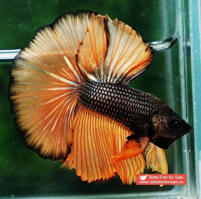 Betta fish OHM Chocolate Copper Mustard Gas - Image 2