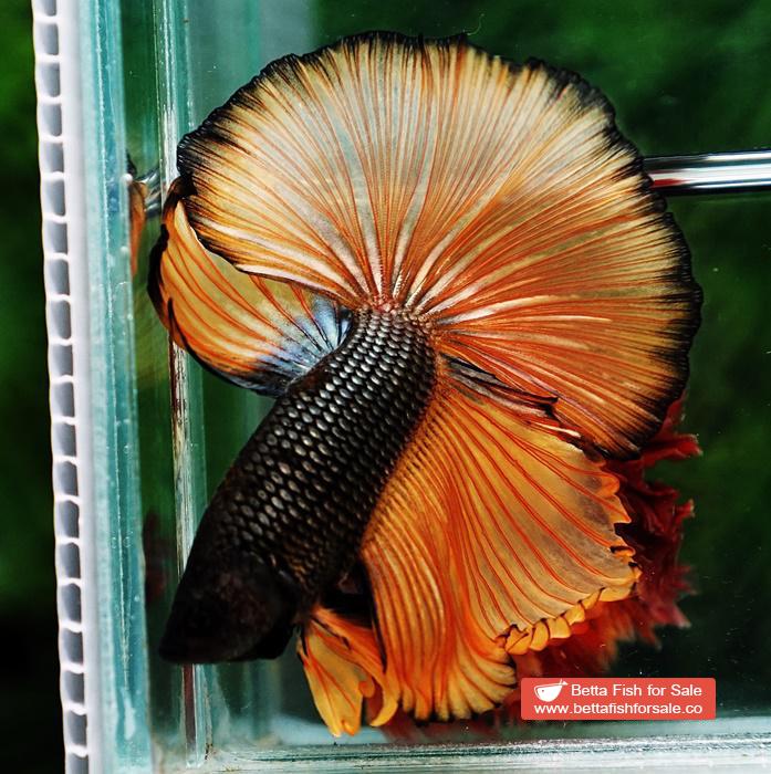 Betta fish OHM Chocolate Copper Mustard Gas - Image 3