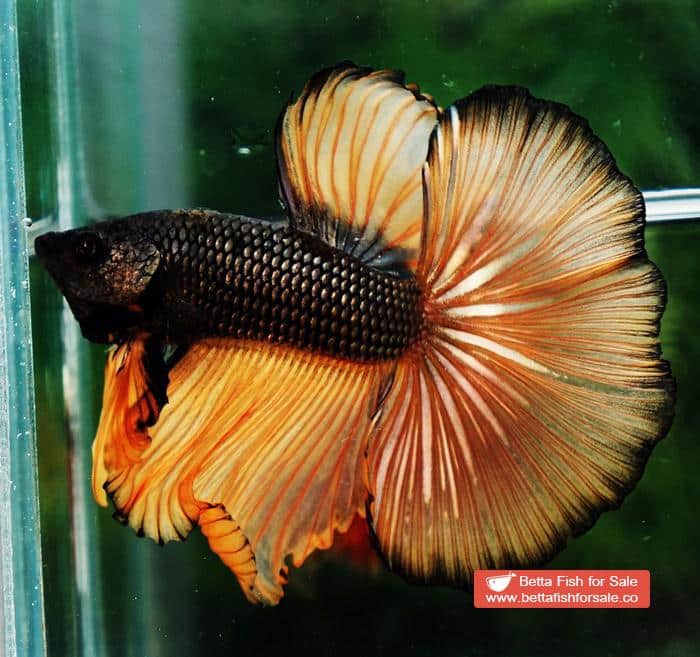 Betta fish OHM Chocolate Copper Mustard Gas - Image 5