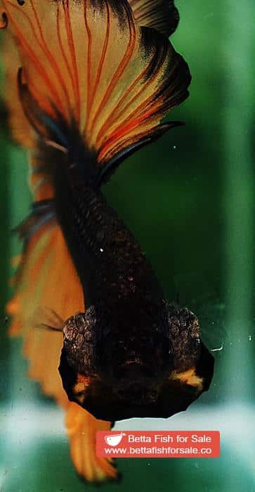 Betta fish OHM Chocolate Copper Mustard Gas - Image 6