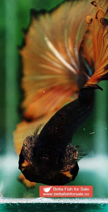 Betta fish OHM Chocolate Copper Mustard Gas - Image 7