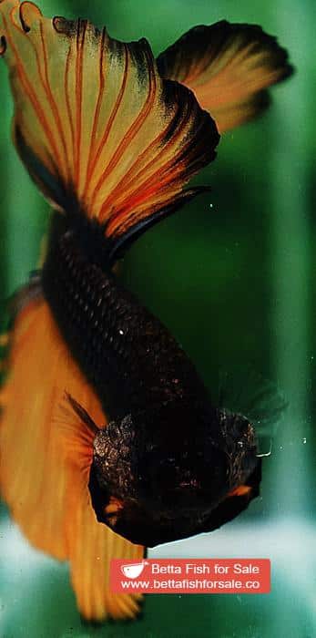 Betta fish OHM Chocolate Copper Mustard Gas - Image 8