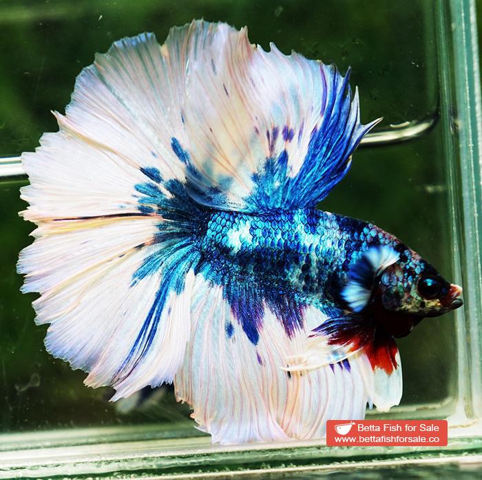 Betta fish OHM Prince of Blue Marble Sky Hawk - Image 3