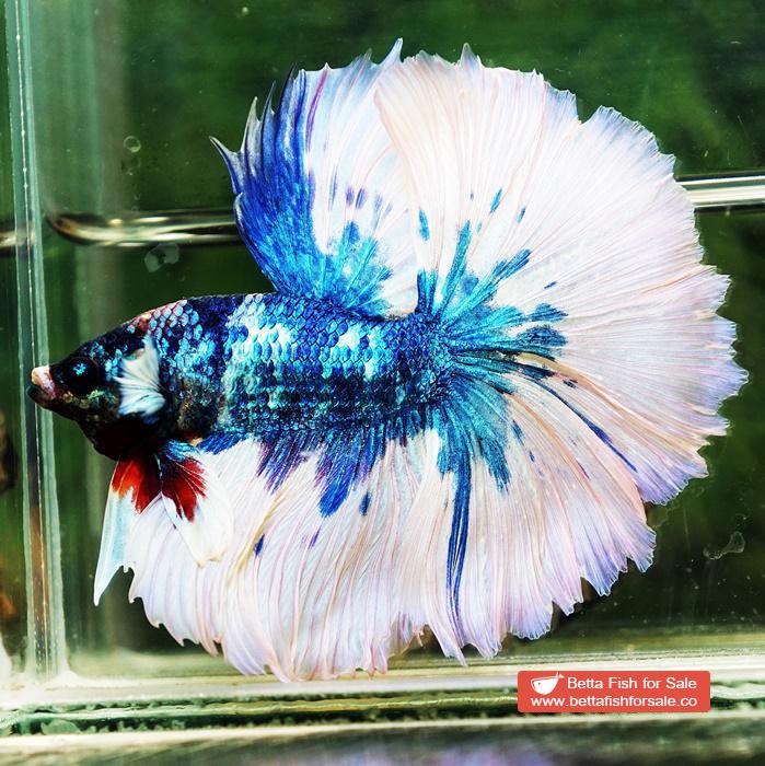 Betta fish OHM Prince of Blue Marble Sky Hawk - Image 2