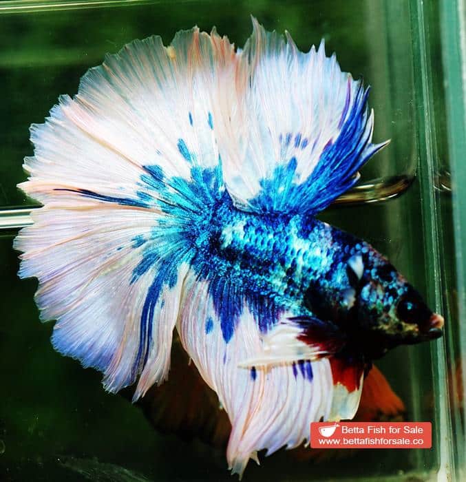 Betta fish OHM Prince of Blue Marble Sky Hawk - Image 5