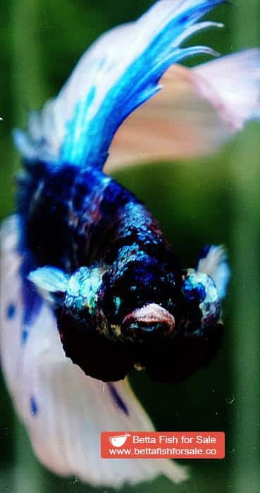 Betta fish OHM Prince of Blue Marble Sky Hawk - Image 6