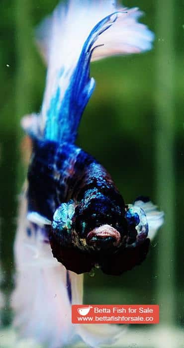 Betta fish OHM Prince of Blue Marble Sky Hawk - Image 7