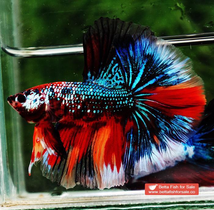 Betta fish OHM Multicolor Emerald Candy Sky Hawk - Image 2