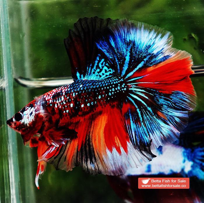 Betta fish OHM Multicolor Emerald Candy Sky Hawk - Image 5