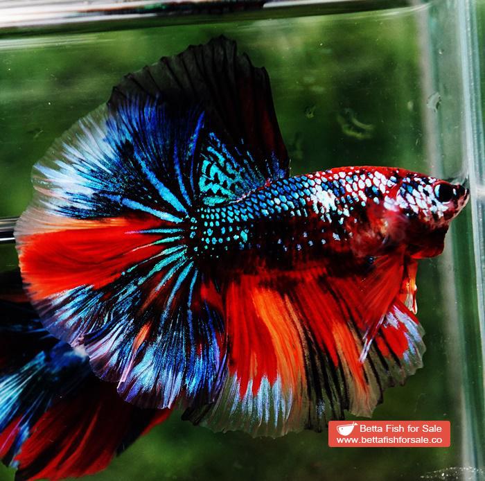 Betta fish OHM Multicolor Emerald Candy Sky Hawk - Image 3