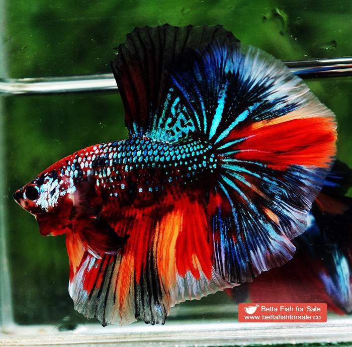 Betta fish OHM Multicolor Emerald Candy Sky Hawk - Image 4