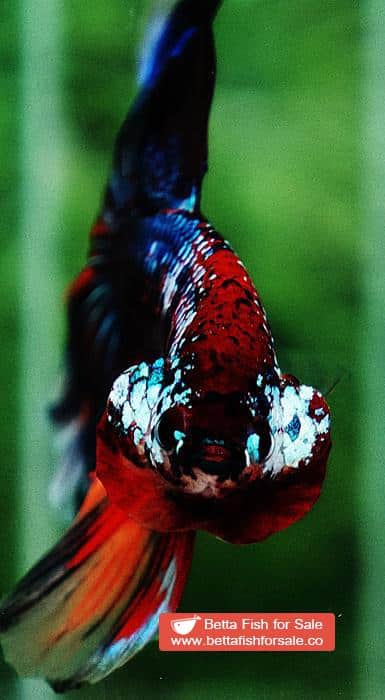 Betta fish OHM Multicolor Emerald Candy Sky Hawk - Image 6