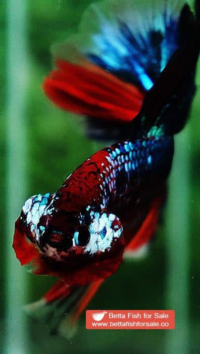 Betta fish OHM Multicolor Emerald Candy Sky Hawk - Image 7