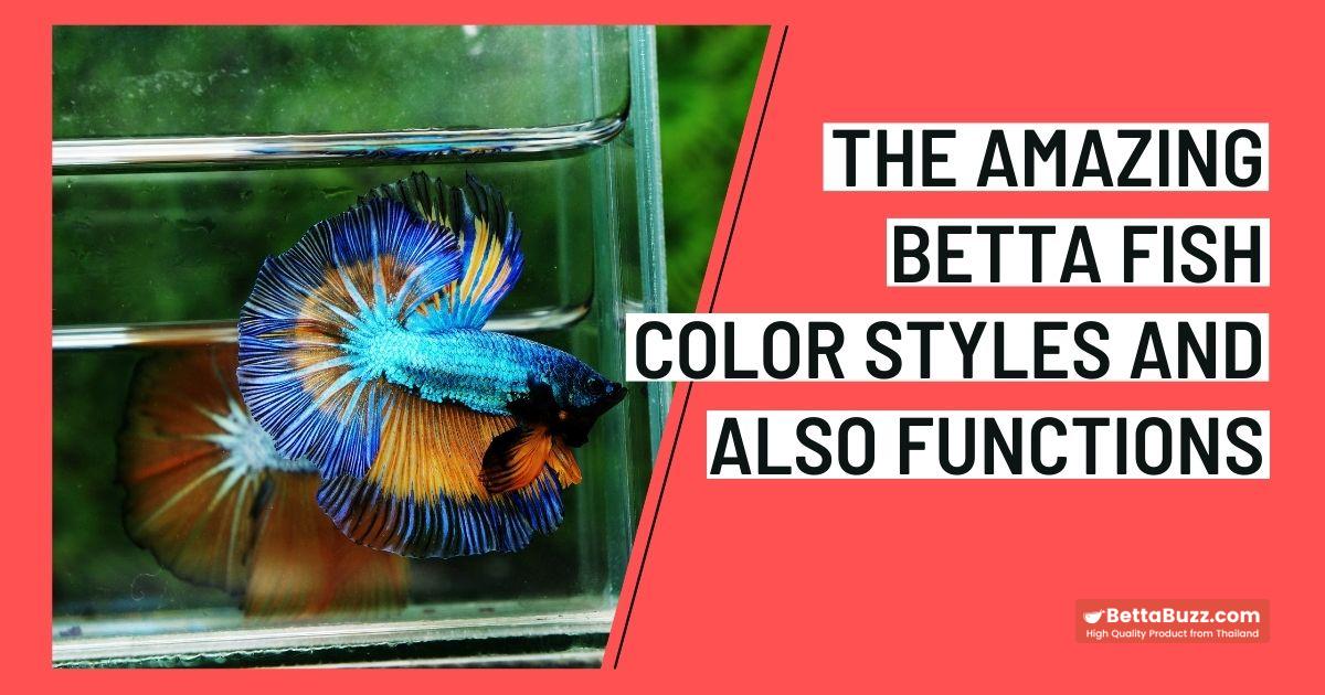The Amazing Betta Fish Color Styles and also Attributes - Betta Buzz