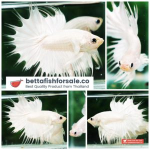 Betta fish CT Perfect White Dragon Platinum