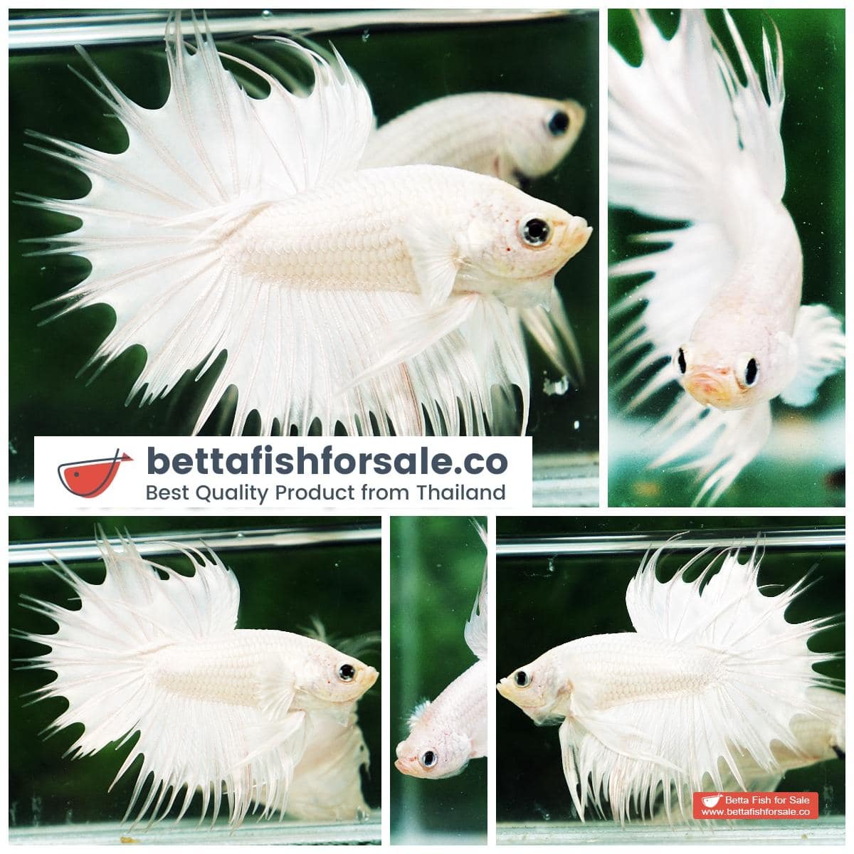 Betta fish CT Perfect White Dragon Platinum