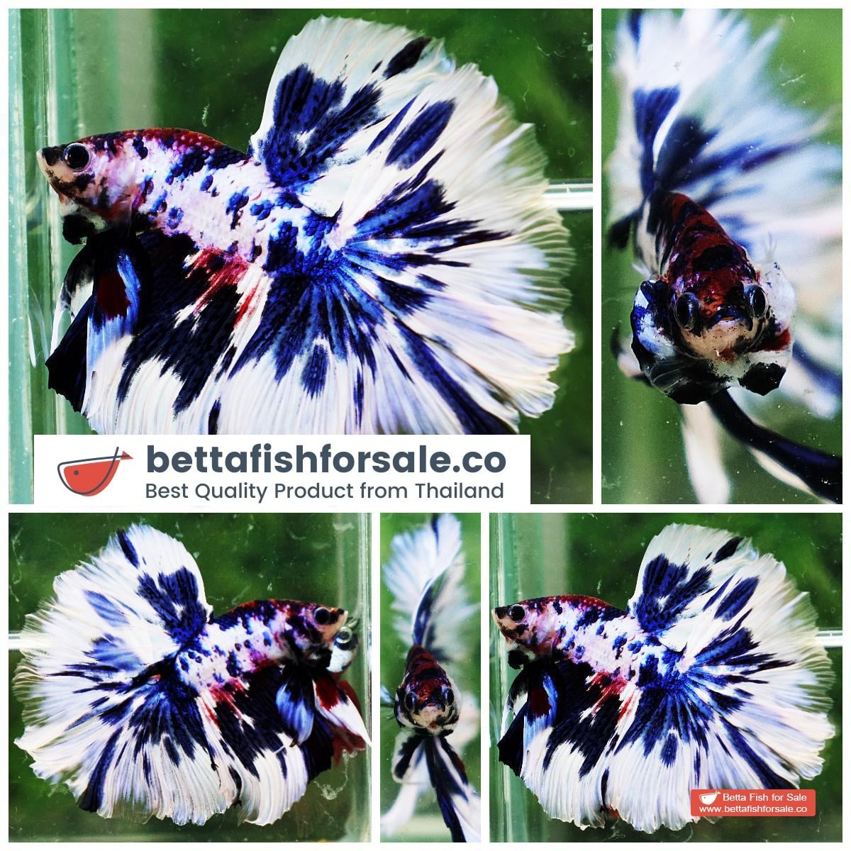 Betta fish OHM Fancy Blue Marble Rose tail