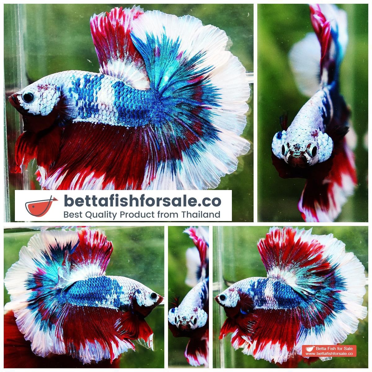 Betta fish OHM Fancy Captain America Rose tail