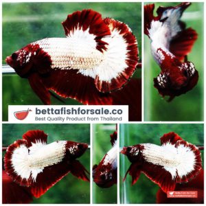 Betta fish HMPK Red Rim Dragon