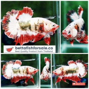 Betta fish HMPK Fancy Copper Halloween