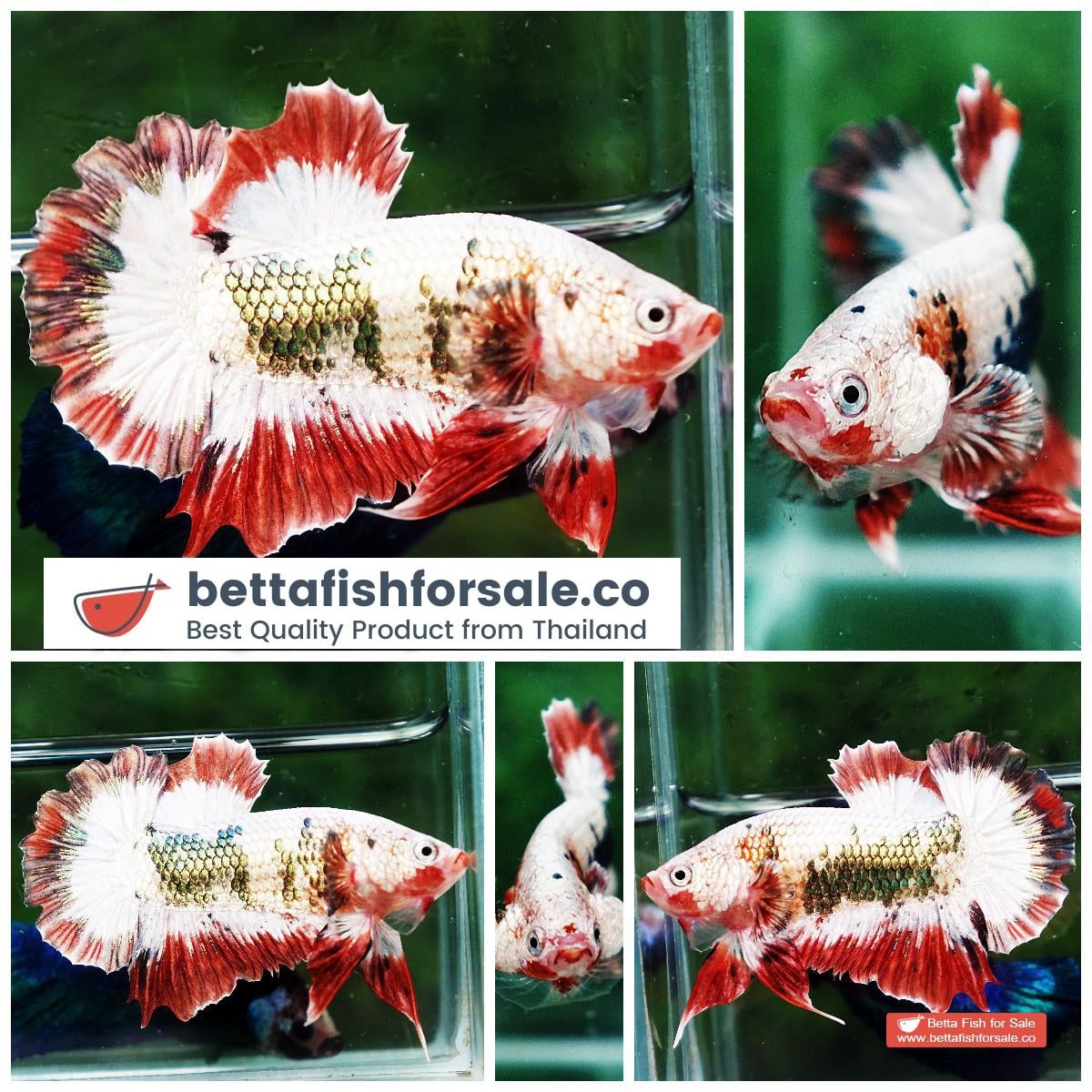 Betta fish HMPK Fancy Copper Halloween