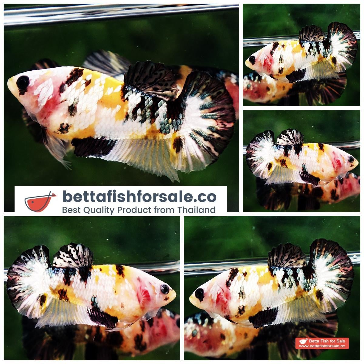 Betta fish Female HMPK Princes Strong Yellow Tiger Copper