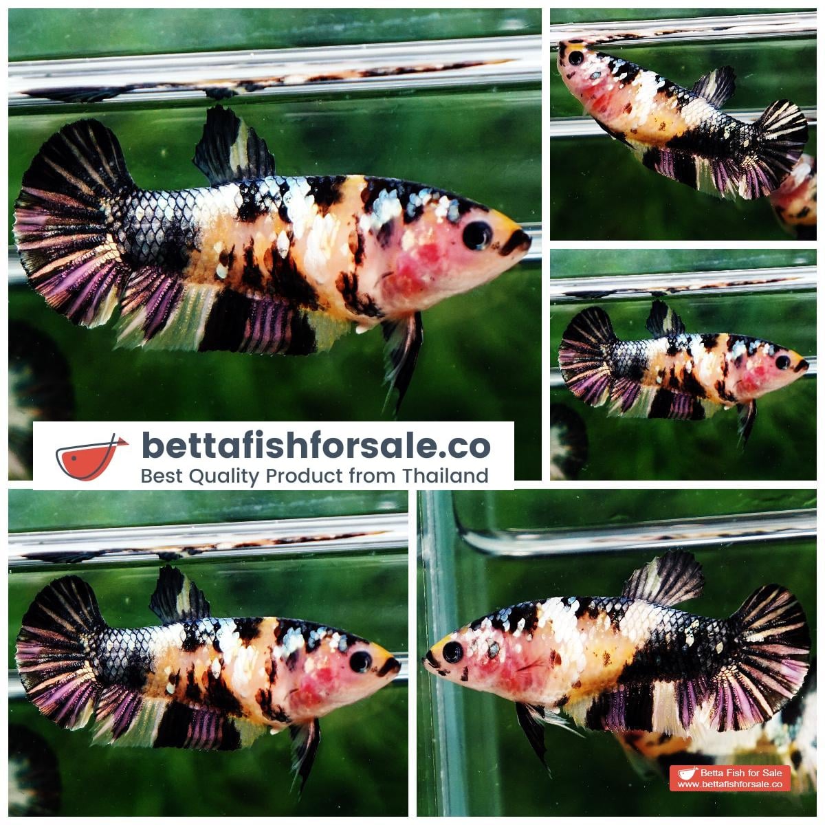Betta fish Female HMPK Yellow Tiger Copper Galaxy