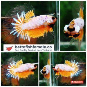 Betta fish OHM Yellow Stardust Butterfly