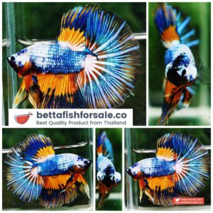 Betta fish HM Multicolor Fancy Macaw (Comp Grade)