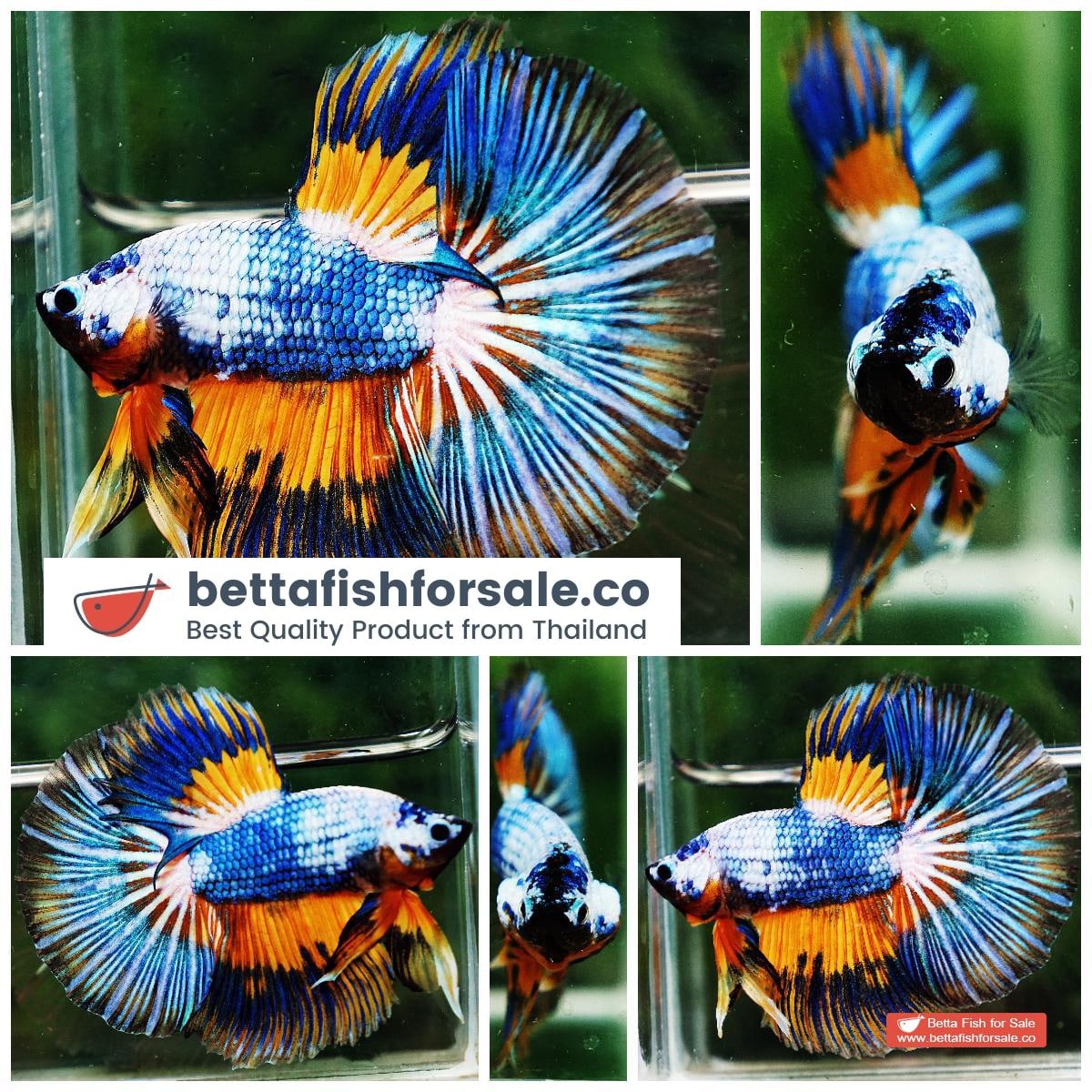 Betta fish HM Multicolor Fancy Macaw (Comp Grade)