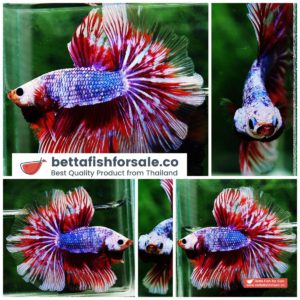 Betta fish OHM Meteor Lavender Strom