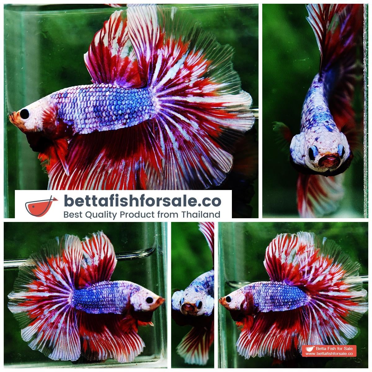 Betta fish OHM Meteor Lavender Strom