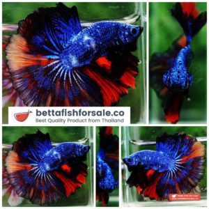 Betta fish OHM Emerald Candy Dragon