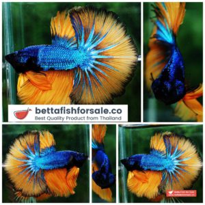 Betta fish OHM Blue Mustard Gas Hawk
