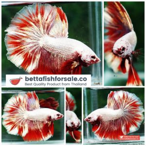 Betta fish OHM Luxury Sparkle Red Gold Dragon