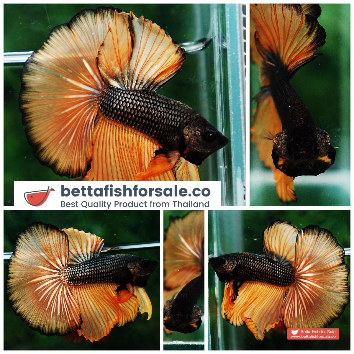 Betta fish OHM Chocolate Copper Mustard Gas