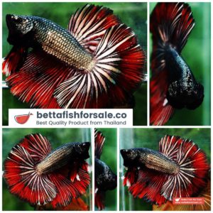 Betta fish OHM Sin Hell Blood Copper