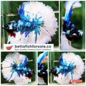Betta fish OHM Prince of Blue Marble Sky Hawk