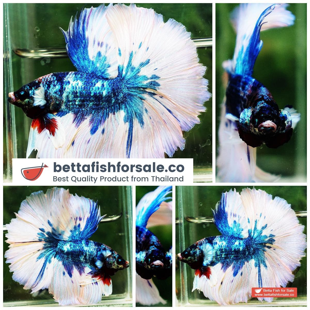 Betta fish OHM Prince of Blue Marble Sky Hawk